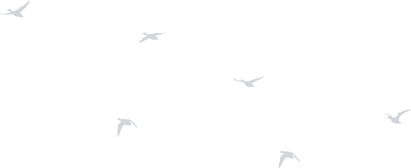 application-bird - 廣錠能源 iBASE ENERGY | 儲能,充電樁,能源解決方案 - 廣錠能源 iBASE ENERGY | 儲能,充電樁,能源解決方案